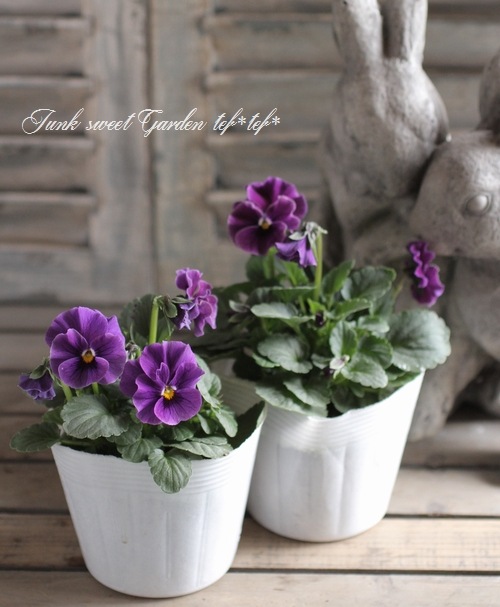 i>Viola×wittrockiana </i><BR>I's selection<BR>ふんわりびおら<BR