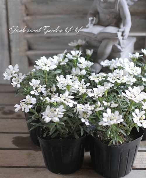 常緑宿根イベリス・センパビレンス 『キャンディタフト』 | すべての