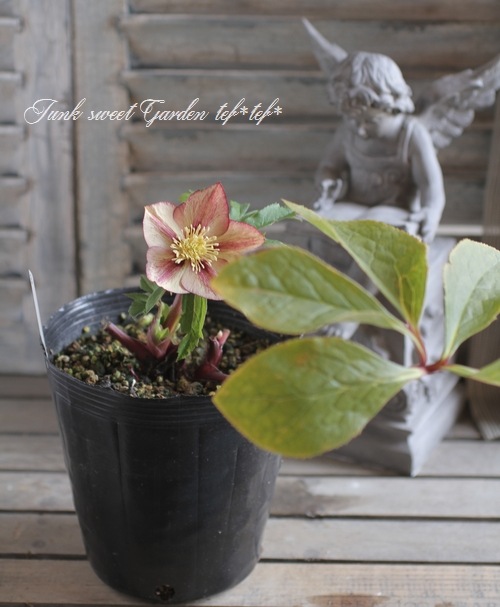 i>Helleborus</i><BR><BR>クリスマスローズ・開花株<BR>富山県・松浦