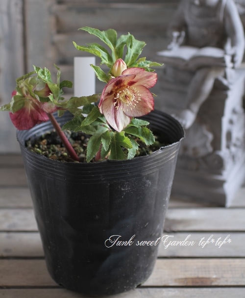 ㉖-683クリスマスローズ i>Helleborus</i><BR><BR>クリスマスローズ・開花株！<BR>『ダブル咲き