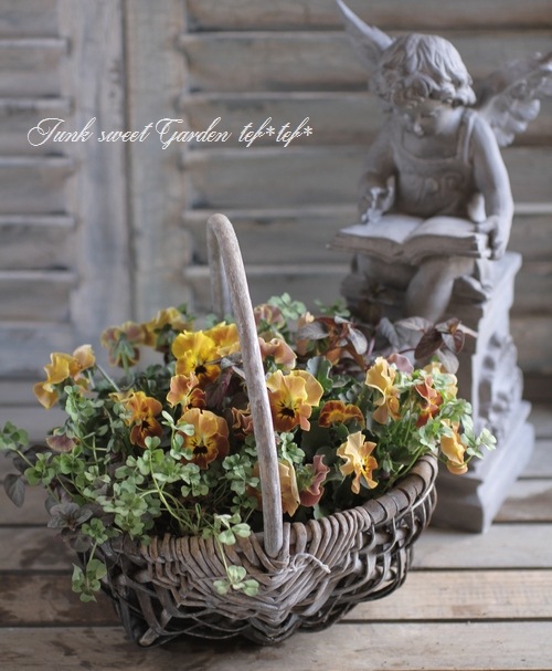 tef*tef*寄せ植え<BR>2016 * no.21 *<BR><BR>『マルーンブラウン