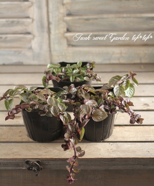 I Chocolate Mint I Br Br チョコレートの匂い Br チョコレートミント すべての商品 Junk Sweet Garden Tef Tef