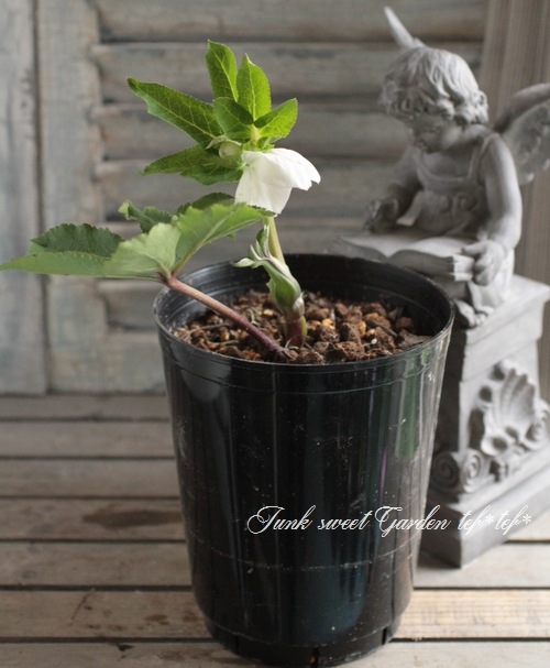 ±ࡦƣ<BR>ꥹޥֳ5ȭ<BR>ؤۤΤԥ󥯤ܤno.20