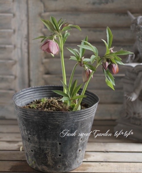 <i>Helleborus</i><BR>ꥹޥ<BR>¿񵸹<BR>DD2016no.78