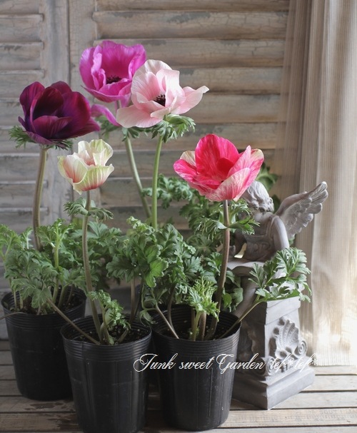 大輪系アネモネ 『ミストラル』 MIX | すべての商品 | | Junk sweet