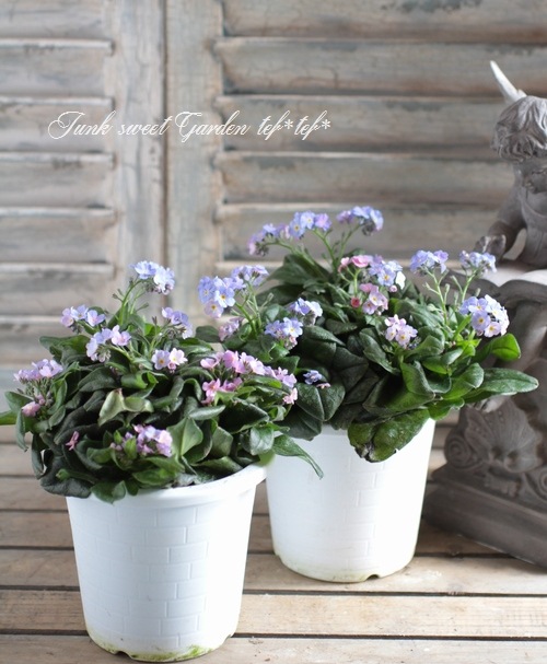 i>Myosotis hybrid</i><BR><BR>大輪忘れな草<BR>ミオソティス