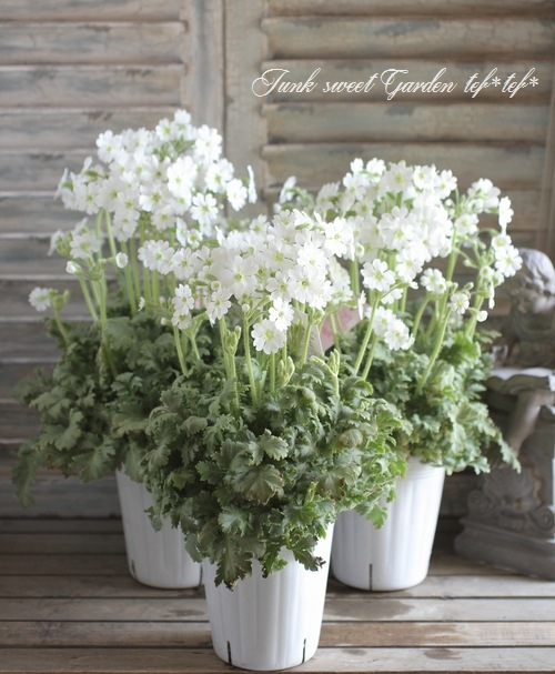 i>Primula filchnera</i><BR><BR>雲南さくら草<BR>プリムラ i>Primula filchnera</i><BR><BR>雲南さくら草<BR>プリムラ