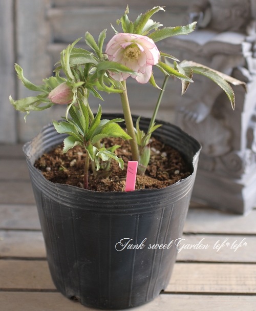 pyoru■5フラワー、ロックローズ、アスペン、スクレランサス、ウィロー pyoru□5フラワー、ロックローズ、アスペン、スクレランサス、ウィロー