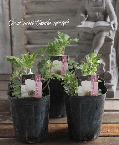 �����θ��異�ͥ�͡�����٥��ȥꥹ�إޥɥ�ʡ١إ��Ρ��ɥ��åס����ͥ�͡�