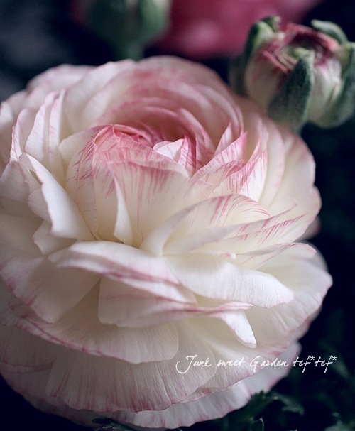 <i>Ranunculus asiaticus</i><BR><BR>�󤻿����ˤ������ᡪ<BR>��ʥ󥭥�饹<BR>�إۥ磻�ȥԥ󥯡�