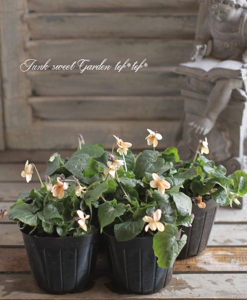 ドイツ製 Hutschenreuther 美しいfleur❁大きなスーピエール i>Viola odorata</i><BR><BR>ビオラ・オドラータ<BR>ニオイスミレ