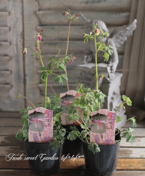 風鈴オダマキ 『乙女風鈴』【K】 | すべての商品 | | Junk sweet