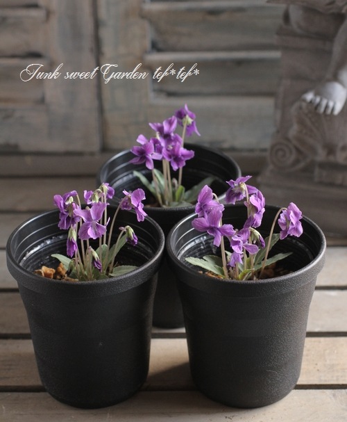 i>Viola</i><BR><BR>大人可愛い宿根スミレ<BR>八重咲き『ノジスミレ