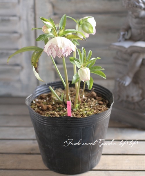 i>Fairies Dreams</i><BR><BR>三浦孝之氏作出<BR>クリスマスローズ<BR