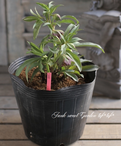 クリスマスローズ　絞り認定　鉄人06 i>ナーセリー夢花人</i><BR><BR>三浦孝之氏作出<BR>クリスマスローズ