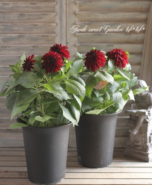 キラメキ⭐︎ ダークレッド 多重花弁 小型鉢 楽天市場】魚柳梅(ギョリュウバイ) 赤八重咲きポット入り : 園芸百貨店