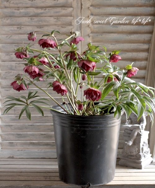 ローズ Handmade Moroccan Zellige 4x4 Lipstick Pink Terracotta Tile