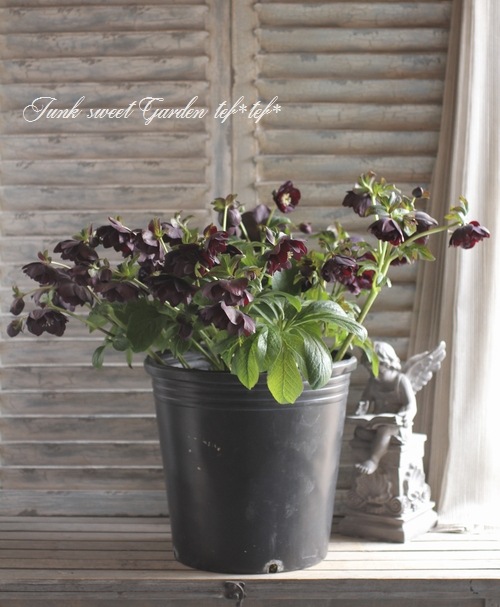 i>Helleborus</i><BR><BR>クリスマスローズ・開花株！<BR>『ダブル咲き