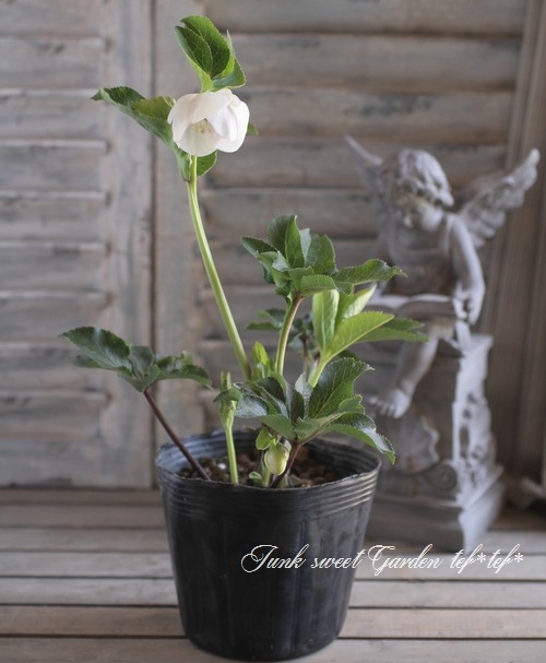 大和園・佐藤さん作出<BR>クリスマスローズ・開花株！4.5寸鉢<BR