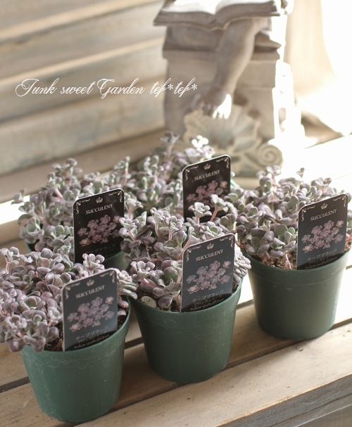 セダム・スパツリフィリウム ケープブランコ 『ブロンズシェード