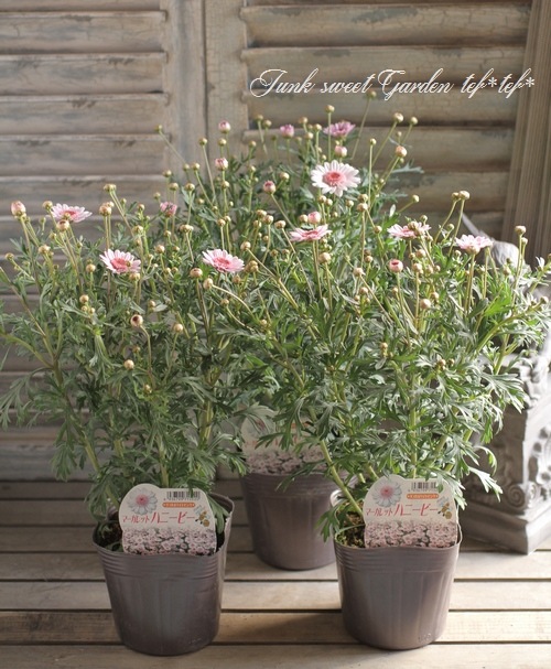 ●マーガレット i>Argyranthemum frutescens</i><BR><BR>マーガレット<BR>ハニービー