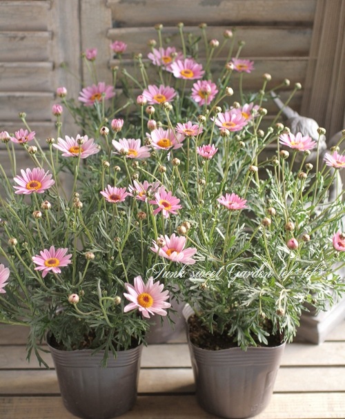 <i>Argyranthemum frutescens</i><BR><BR>�ޡ�����å�<BR>�ϥˡ��ӡ����꡼��<BR>�إ饤�ȥԥ󥯥�����������