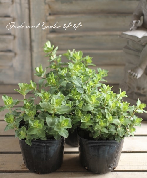 �֥��쥬�Ρ��إ٥ꥷ��١�