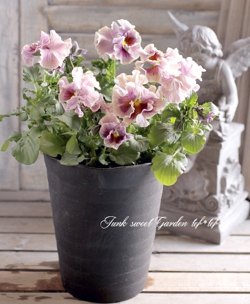 <i>Violawittrockiana </i><BR><BR>ե󥸥ѥ󥸡<BR>2014ǯοʼ<BR>إߥ奷<BR>5ȭؤpink