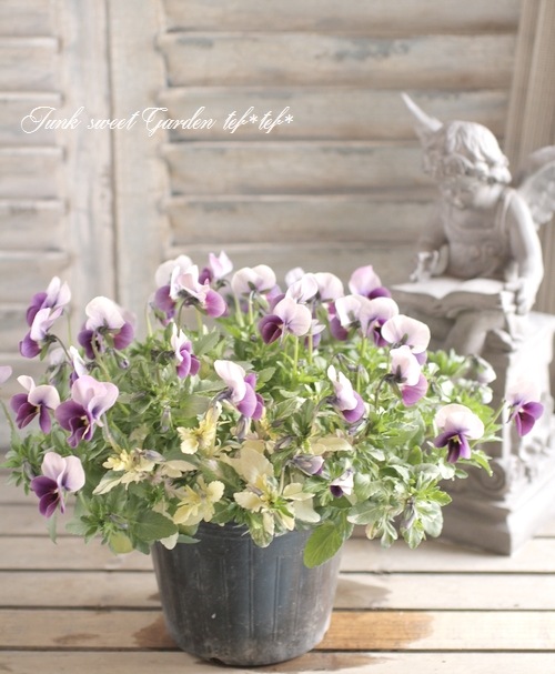 i>Viola×wittrockiana </i><BR><BR>みもとビオラ・裏品種！<BR>『Mr
