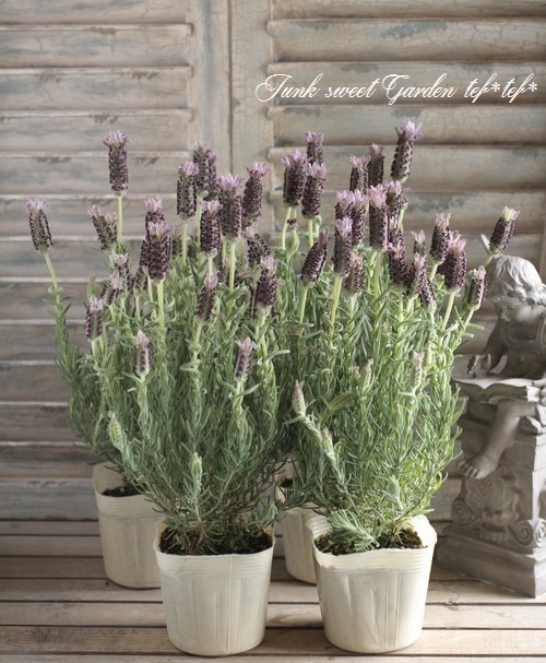 フレンチリース　ラベンダー　ニュアンススターチス フレンチリース ラベンダー ニュアンススターチス フレンチリース