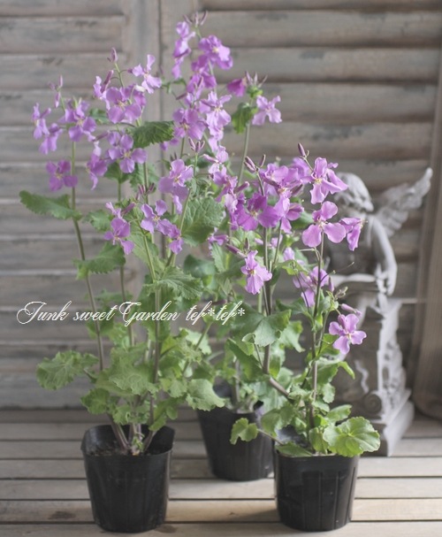 <i>Orychophragmus</i><BR><BR��ֺ�<BR>�إ�饵���ϥʥʡ�<BR>�إХ�����åȡ����ꥳ�ե饰�ॹ��