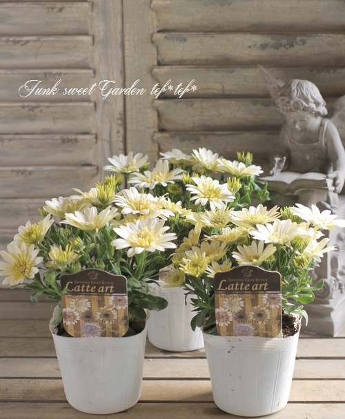 オステオトーム Sedum Autumn Joy #1 - Ted Lare - Design & Build