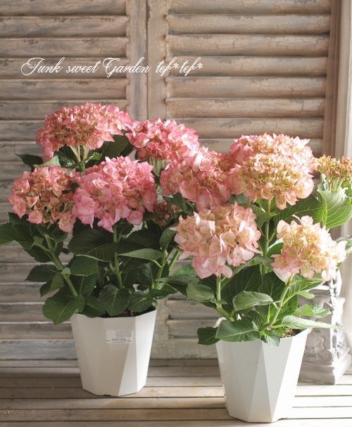 <i>Hydrangea</i><BR><BR>ڤȬź餭۲<BR>إޥ꡼ȥͥåȡ