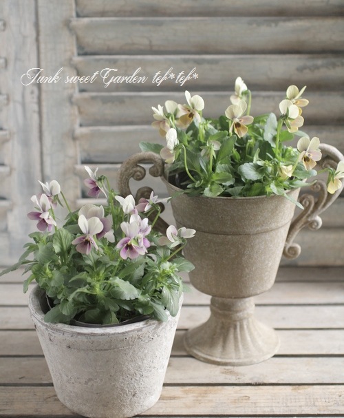 i>Viola×wittrockiana </i><BR><BR>みもとビオラ・裏品種！<BR>『Mr