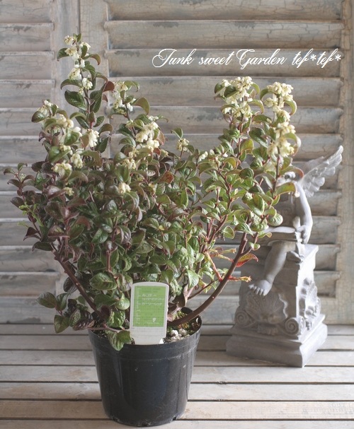 <i>Leucothoe axillaris</i><BR><BR>����ꥫ����ʥ�ƥ�<BR>�쥦���ȥ�<BR>�إ����꡼��åɡ�