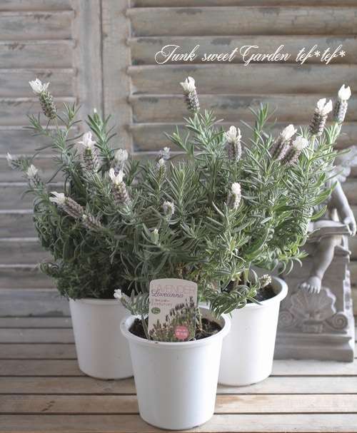 i>Lavandula stoechas</i><BR><BR>最新品種！<BR>大輪フレンチ