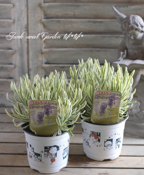 i>Lavender Platinum Blonde</i><BR><BR>最新品種！<BR>斑入り