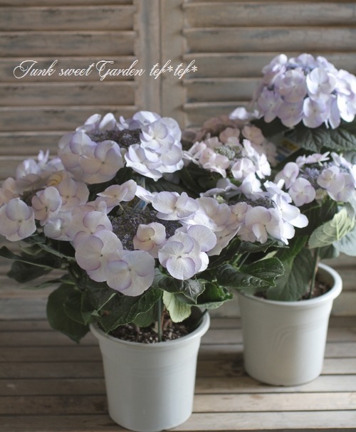 紫陽花 楽天市場】【開花株】アジサイ（紫陽花・あじさい） ディープパープル