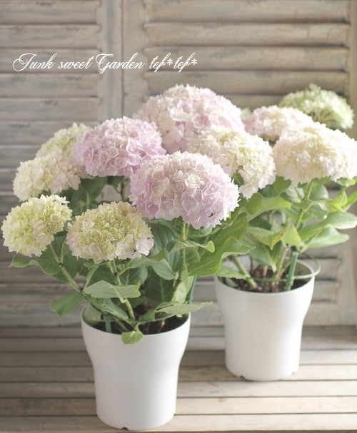 ☆hydrangea☆さま 専用です 園芸ネット本店｜[ギフトに]アジサイ：スクロール シュガーライム3.5号