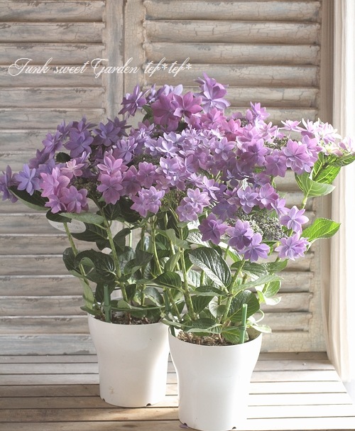 色変わりする紫陽花 ダンスパーティー ハッピーブルー すべての商品 Junk Sweet Garden Tef Tef 色変わりする紫陽花 ダンスパーティー ハッピーブルー すべての商品 Junk Sweet Garden Tef Tef