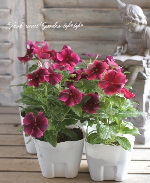 <i>Catharanthus roseus</i><BR><BR>˥˥<BR>ӥ<BR>إѥ饽 磻