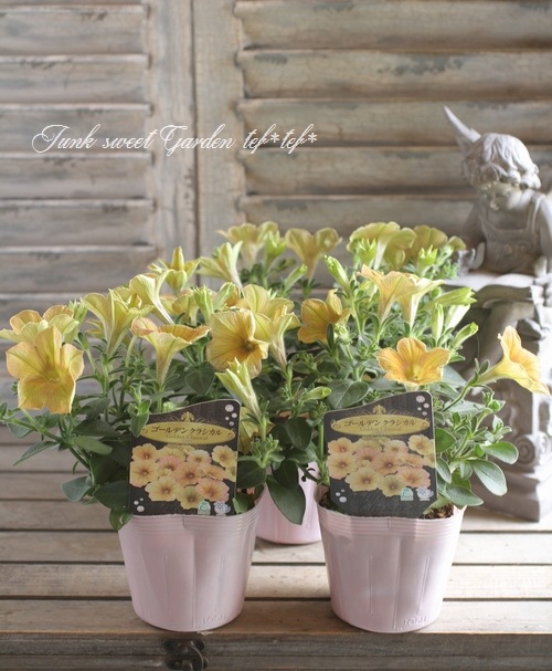 i>Petunia x hybrida</i><BR><BR>ゲブラさんのペチュニア<BR