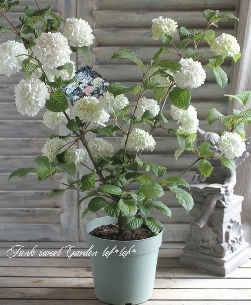 オオデマリ ビバーナム ジェミニ 白花ホワイト系 すべての商品 Junk Sweet Garden Tef Tef