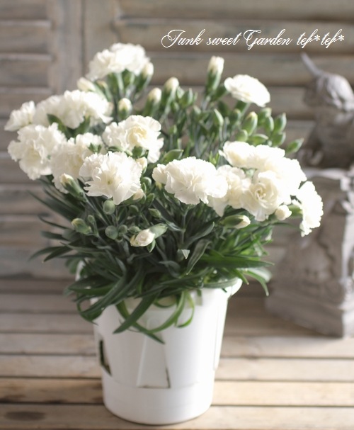 i>Dianthus caryophyllus</i><BR><BR>天国のお母さんに。<BR>白い