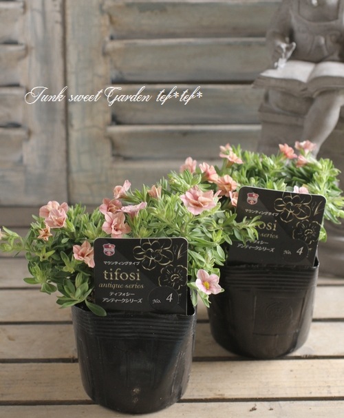 Ȭ�ź餭������֥饳�����ƥ��ե��������֥롡����ƥ��������꡼�� No.4