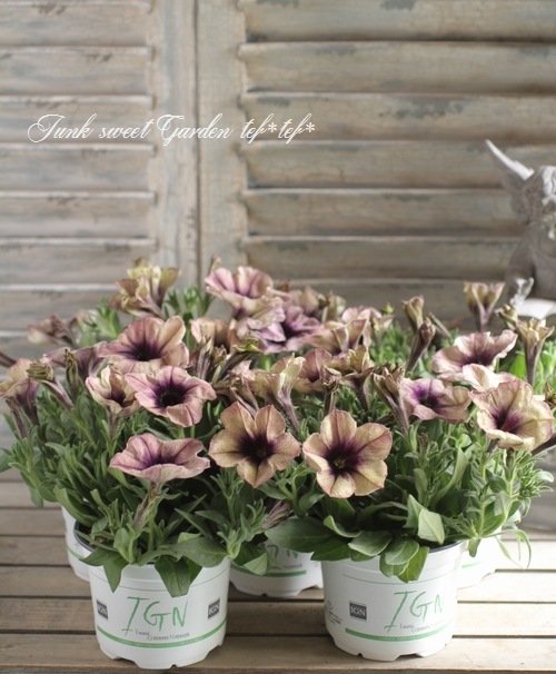 ペチュニア プレミアムコレクション スプーキーイエロー すべての商品 Junk Sweet Garden Tef Tef