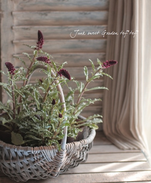 <i>Lysimachia atropurpurea</i><BR><BR>�ꥷ�ޥ���<BR>�إܥ���졼��