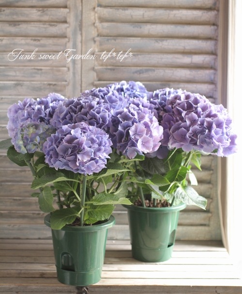紫陽花 紫陽花。3種類。咲き誇るよ💜