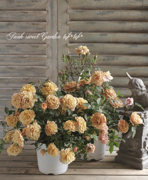 ナナ様　確認用　ミニバラ　モカ ミニ薔薇 モカ【花苗 4号鉢売り】｜ 【植物のITANSE】全品送料