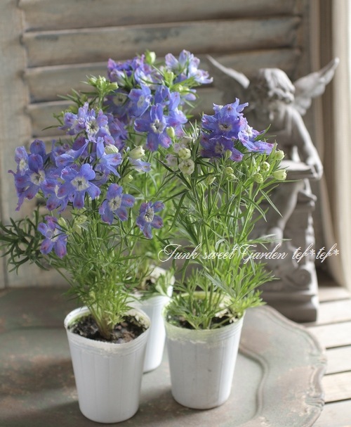 <i>Delphinium</i><BR><BR>�ǥ�ե��˥���<BR>�إ֥롼��